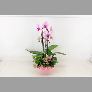 arr2 PL - Ker. schaal Dido roze phal.