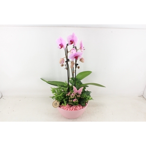 arr2 PL - Ker. schaal Dido roze phal.