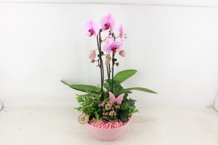 <h4>arr2 PL - Ker. schaal Dido roze phal.</h4>