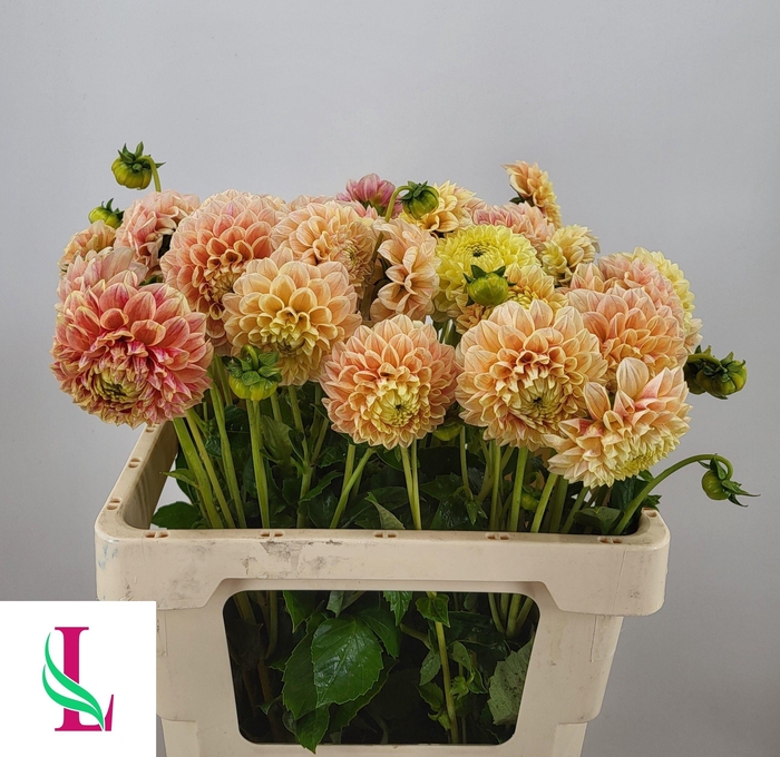 <h4>Dahl Sweet Suzanne</h4>