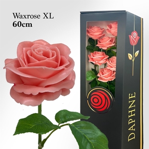 Wax Rose Xl Pink 60cm X