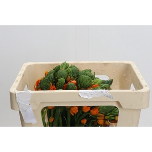 Ornithogalum Dubium Sunshine