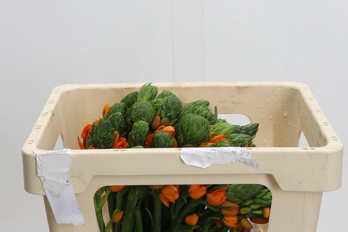 Ornithogalum Dubium Sunshine