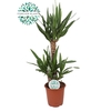 Yucca Elephantipes 3 toef 60-30-20