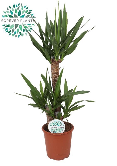 <h4>Yucca Elephantipes 3 toef 60-30-20</h4>