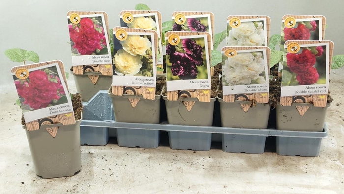 <h4>Alcea rosea</h4>