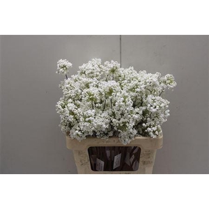 Bessen White