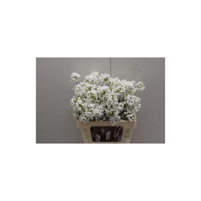 <h4>Bessen White</h4>