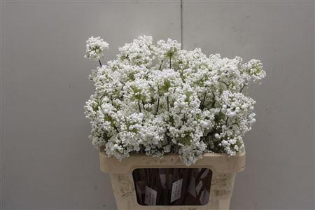 <h4>Bessen White</h4>