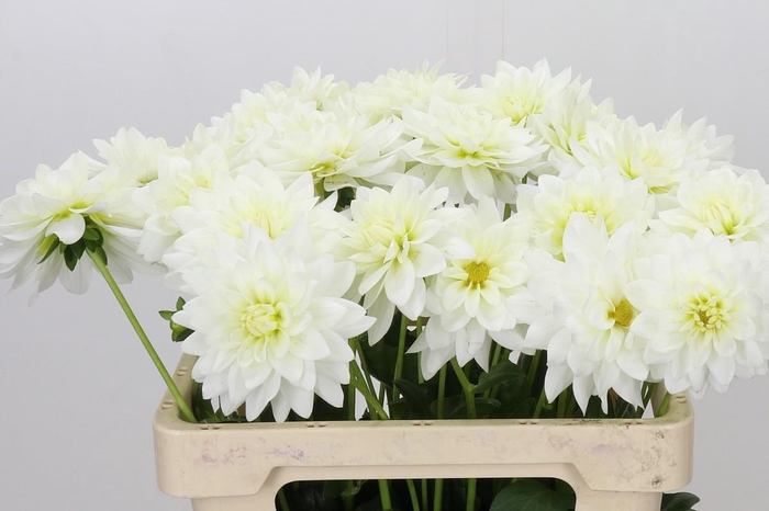 <h4>Dahlia Karma M. Zwaan</h4>