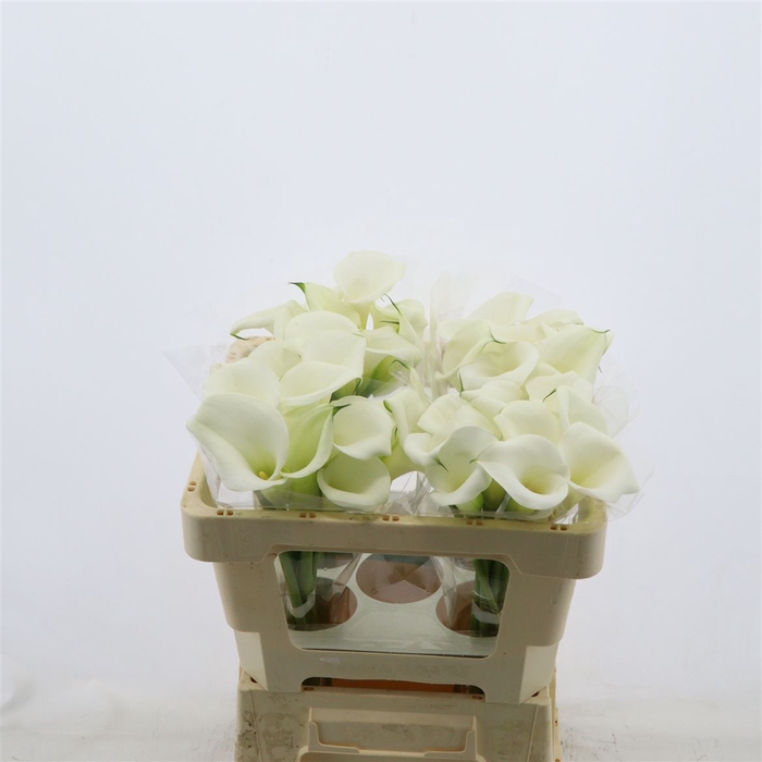 <h4>Calla White Art | Heavy Quality</h4>