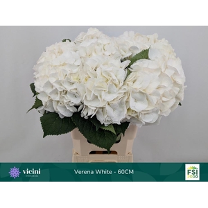 Hydr Verena White 60 cm Vicini