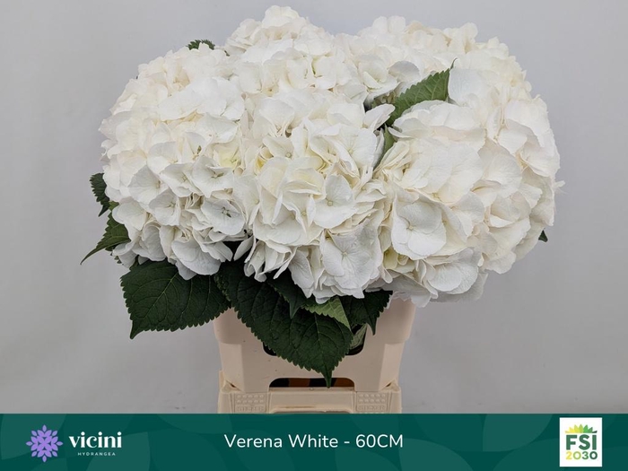 <h4>HYDR M CH WHI VERENA</h4>