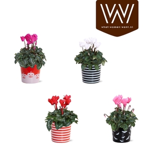 Collectie 'Tasty Bubble' - Cyclamen in Keramiek Vibe Halloween