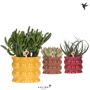 Kolibri Greens Succulenten mix in Cotton pot yellow mix