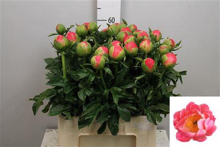 <h4>Paeo Coral Sunset</h4>
