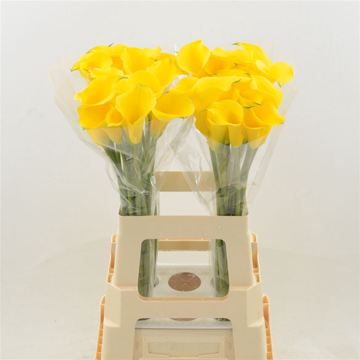 <h4>Zantedeschia gold medal</h4>