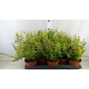 Euonymus fortunei 'Emerald n Gold'
