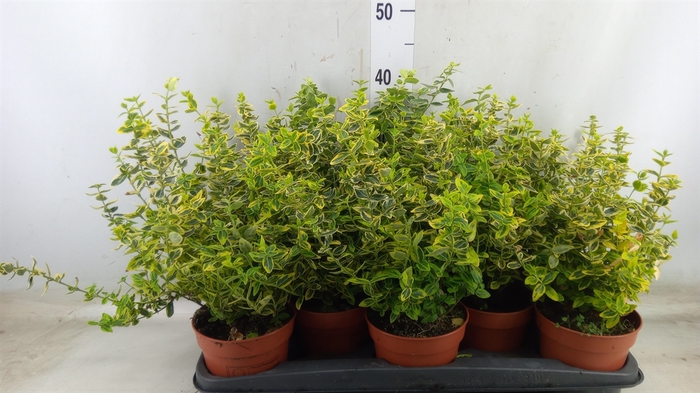 <h4>Euonymus fortunei 'Emerald n Gold'</h4>