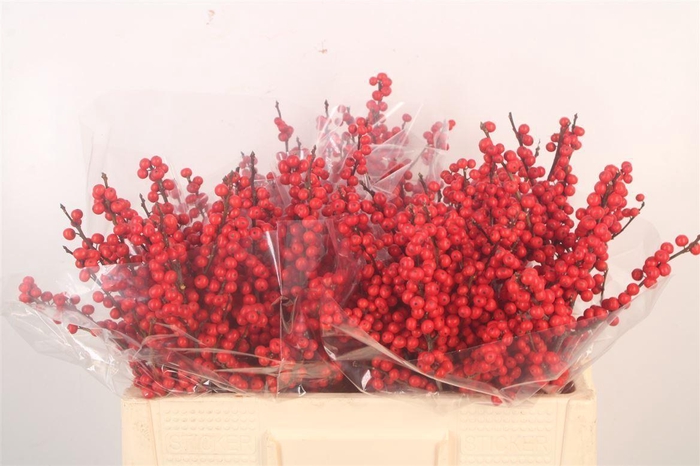 <h4>Ilex Verticilata Red Premium</h4>