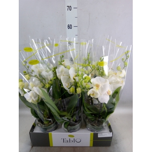 Phalaenopsis   ...white