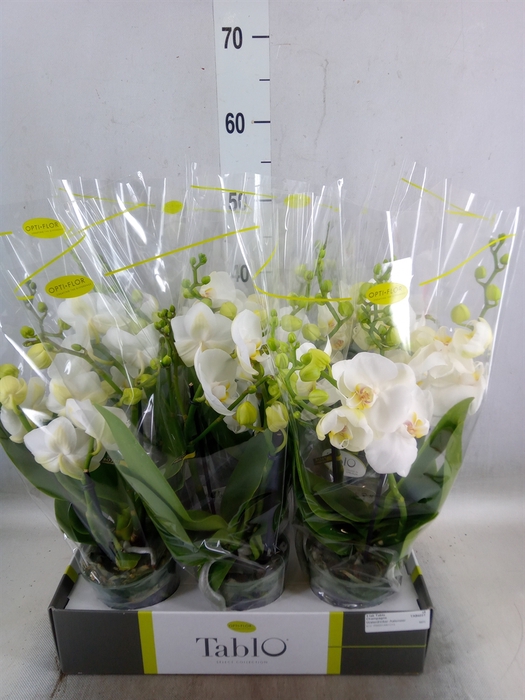 <h4>Phalaenopsis   ...white</h4>
