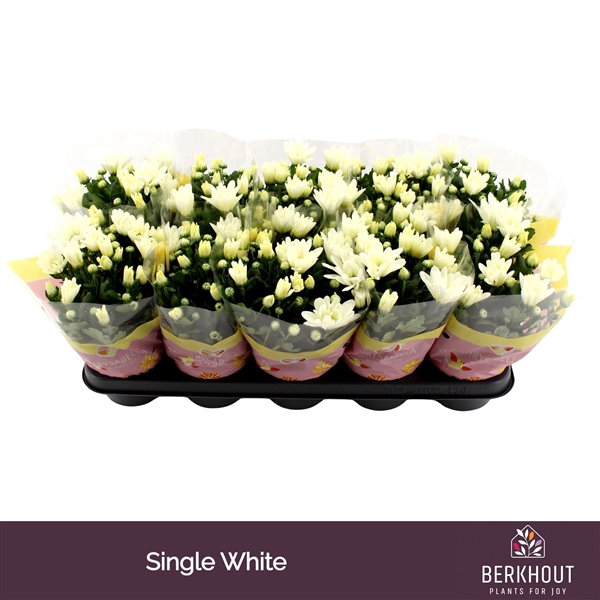 <h4>Chrysant Berlise</h4>