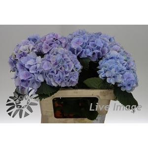 Hydrangea lollipop blue