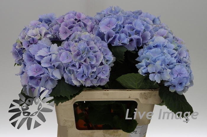 <h4>Hydrangea lollipop blue</h4>