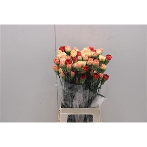 Di St Rainbow Mix Orange