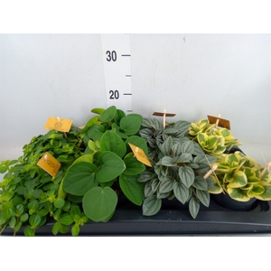 Peperomia   ...mix