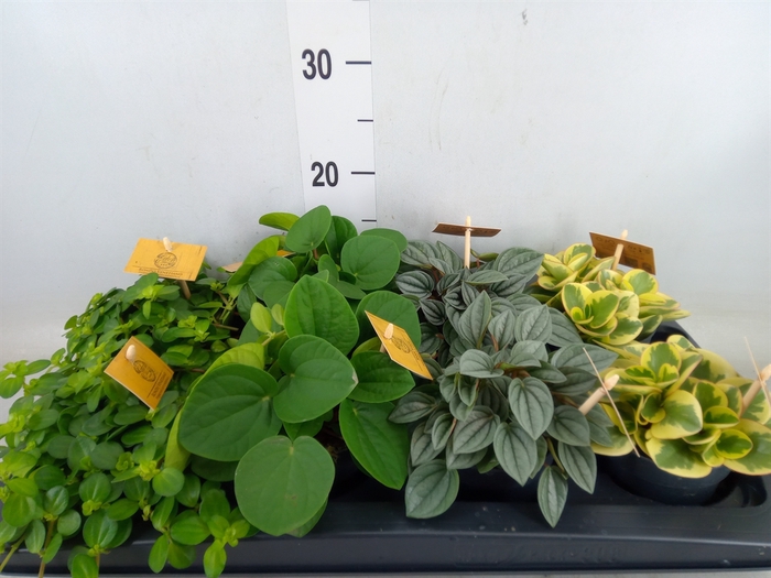 <h4>Peperomia   ...mix</h4>