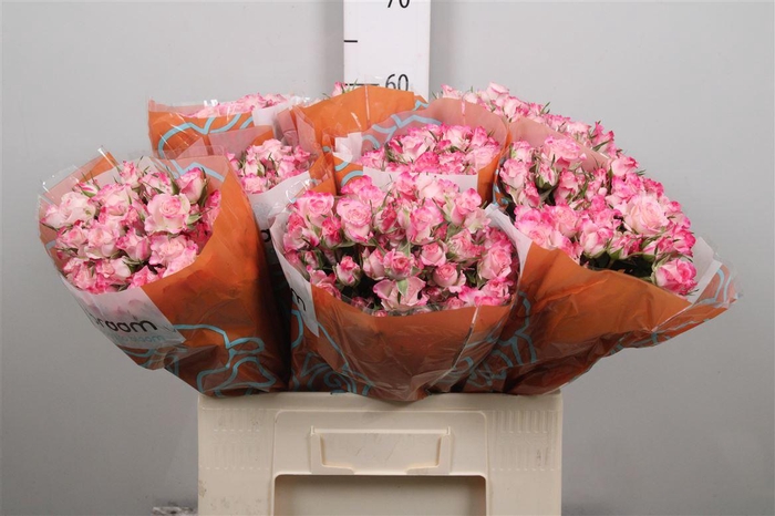 <h4>R Tr Speak Blossoms</h4>