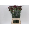Dianthus St Zurigo