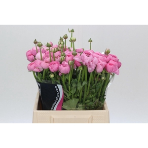 Ranunculus Charm Pink