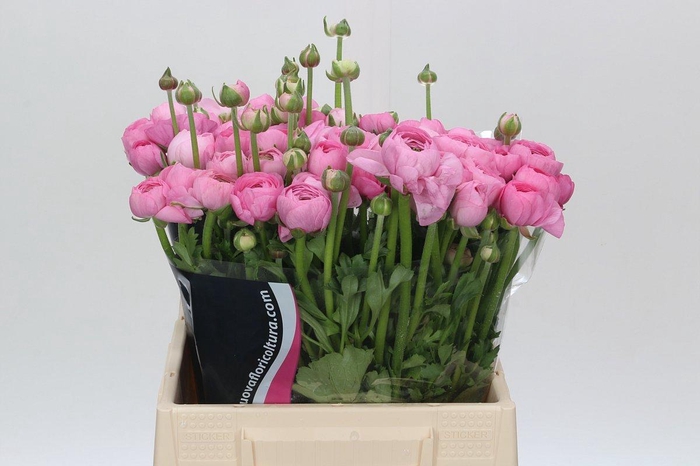 <h4>Ranunculus Charm Pink</h4>