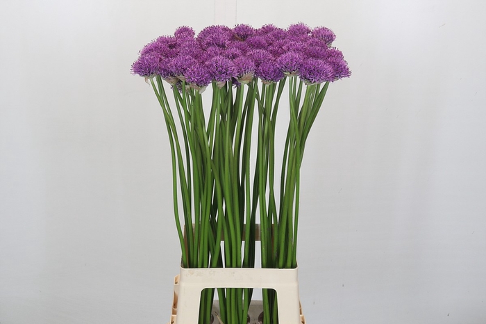 <h4>Allium Gladiator</h4>