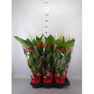 Spathiphyllum  'Bingo Cupido'