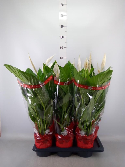 <h4>Spathiphyllum 'Bingo Cupido'</h4>