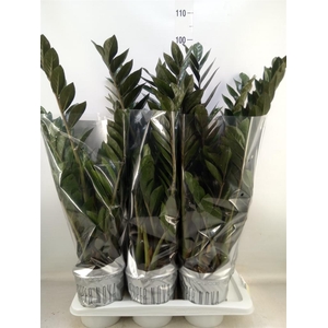 Zamioculcas zamiifolia 'Super Nova'