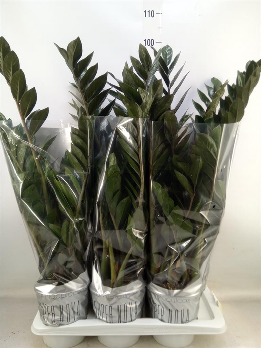 <h4>Zamioculcas zamiifolia 'Super Nova'</h4>