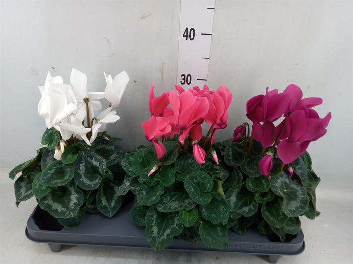 <h4>Cyclamen GR 'Mammoth'</h4>