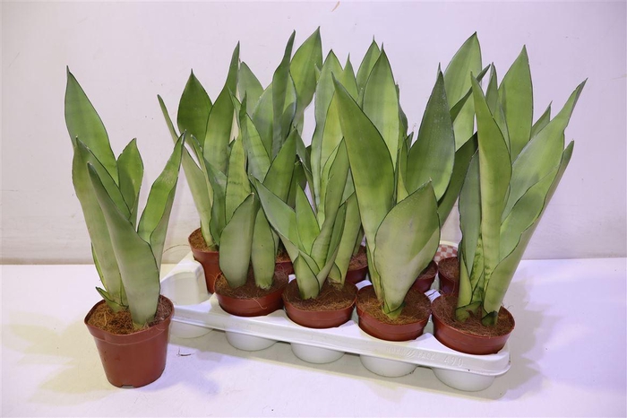 <h4>Sansev Moonshine</h4>