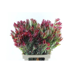 Leucad Sal Blush Ex