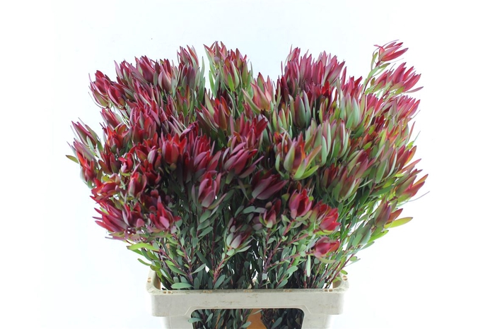 <h4>Leucad Sal Blush Ex</h4>