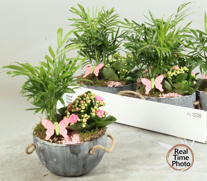 <h4>ARR KAMERPL</h4>