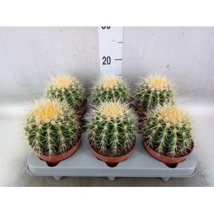 Echinocactus grusonii