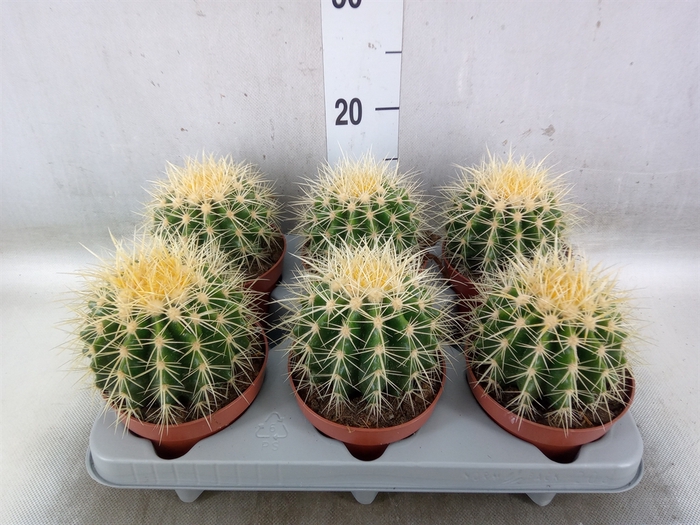 <h4>Echinocactus grusonii</h4>