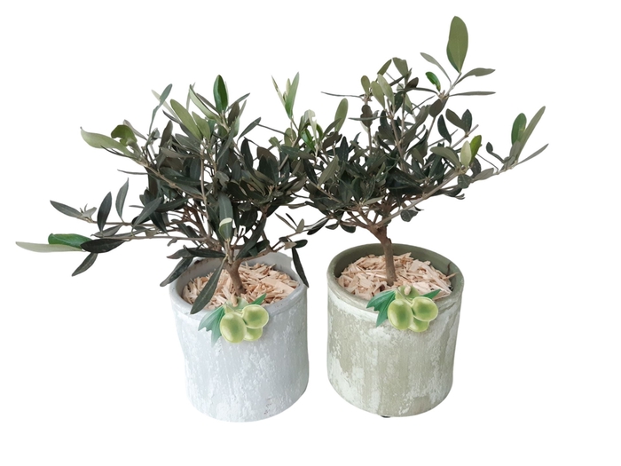 <h4>Arr.   Tuinplanten H%</h4>