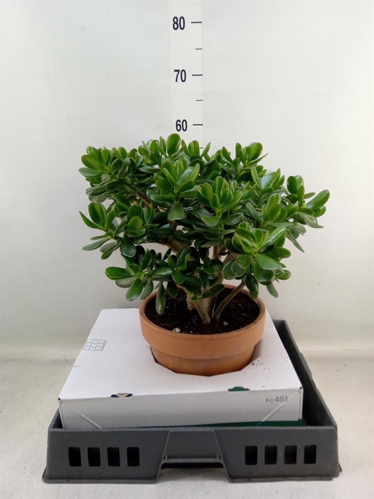 <h4>Crassula ovata</h4>